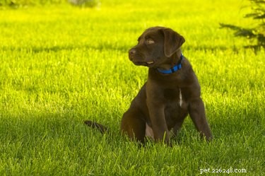 Strongid (Pyrantel) – Safe & Effective Deworming for Dogs
