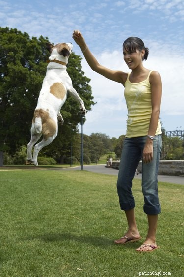 Metacam in Dogs: Common & Serious Side Effects to Watch For