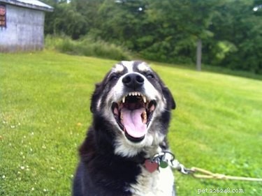 Effective Natural Ways to Clean Your Dog’s Teeth—No Toothpaste Required