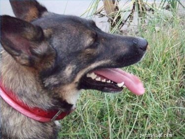 Effective Natural Ways to Clean Your Dog’s Teeth—No Toothpaste Required