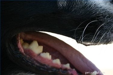 Effective Natural Ways to Clean Your Dog’s Teeth—No Toothpaste Required