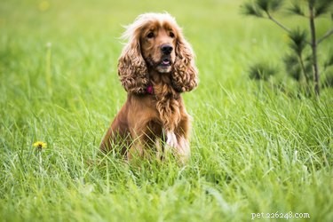 Evans Syndrome in Dogs: Causes, Symptoms, and Effective Treatment