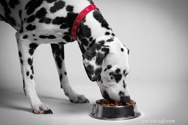 Why a Low‑Purine Diet Is Essential for Dalmatians & English Bulldogs