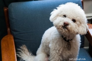 Effective Steps to Relieve a Constipated Puppy