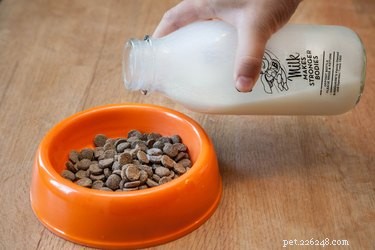 Effective Steps to Relieve a Constipated Puppy