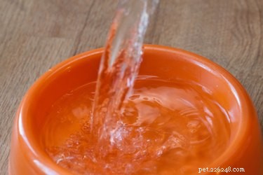 Effective Steps to Relieve a Constipated Puppy