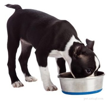 Optimal Nutrition for Dogs with Kidney Failure