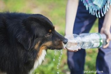 Optimal Nutrition for Dogs with Kidney Failure