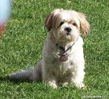 Celebrex for Canine Arthritis: Efficacy, Dosage, and Care
