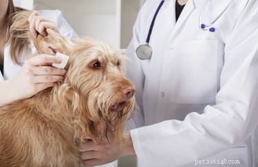 Understanding Antibiotic Side Effects in Dogs: What You Need to Know