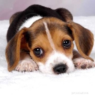 Effective Natural Treatments to Eradicate Dog Ear Mites
