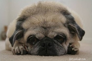 Trusted Home Remedies for Preventing and Treating Kidney Stones in Dogs