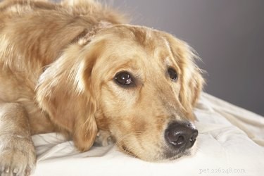 Canine Pregnancy Explained: Typical Gestation Length & Key Care Tips