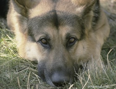 Canine Pregnancy Explained: Typical Gestation Length & Key Care Tips