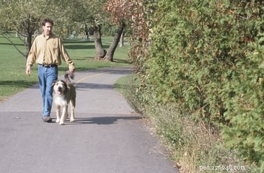 Canine Pregnancy Explained: Typical Gestation Length & Key Care Tips