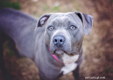 Guide to Comforting and Healing a Skittish Rescue Dog