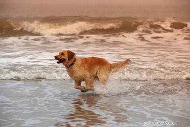 Top Dog Foods for Managing Diabetes: Nutrition & Comfort