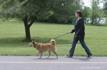 Top Dog Foods for Managing Diabetes: Nutrition & Comfort