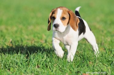 What Smelly Diarrhea in Dogs Means – Causes, Symptoms, and When to Vet