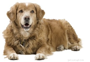 Safe and Effective Dog Anal Gland Expression at Home