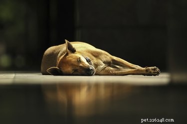 How to Determine When It s Time to Euthanize Your Dog