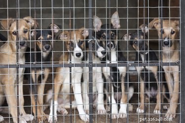 Cleaning Up After Kennel Cough: Step-by-Step Guidance