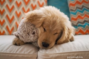Recognizing Urinary Tract Infection Symptoms in Puppies