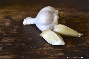 Safe, Natural Alternatives to Antibiotics for Your Dog