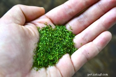Safe, Natural Alternatives to Antibiotics for Your Dog