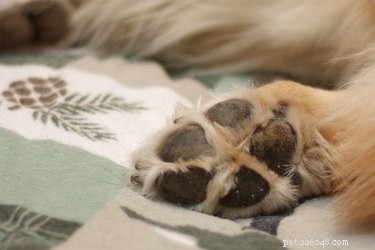 Effective Treatments for Dry & Cracked Pet Paw Pads