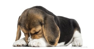 Understanding Odorous Diarrhea in Dogs: Causes, Symptoms, and Treatment