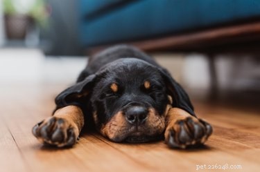 Acepromazine Dosage for Dogs: Safe Sedation & Stress Relief
