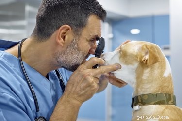 Diagnosing and Treating Blocked Tear Ducts in Dogs