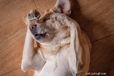 Is Allegra Safe for Treating Your Dog’s Allergies?
