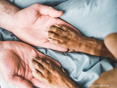 Is Allegra Safe for Treating Your Dog’s Allergies?