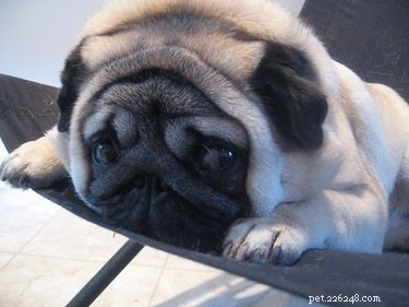 Safe Amoxicillin Dosage for Dogs: Expert Guidelines