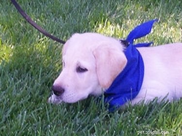 Understanding Insulin Side Effects in Dogs: Risks, Signs, and Care
