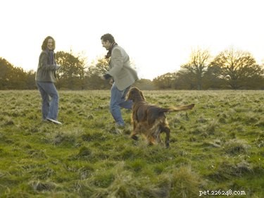 Strong Dog Urine Odor: Causes, Symptoms, and Vet Care