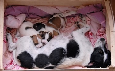 Understanding Canine Pregnancy: When and How Female Dogs Conceive