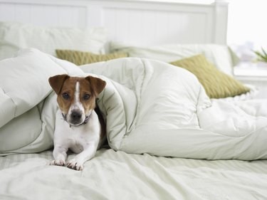 Understanding Facial Hair Loss in Dogs: Causes & Solutions