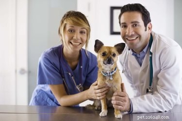 Understanding Facial Hair Loss in Dogs: Causes & Solutions