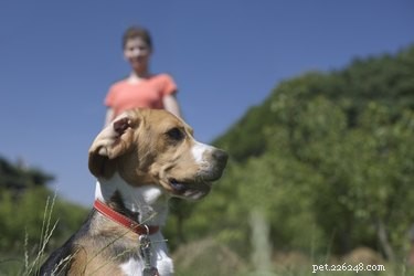 Understanding Facial Hair Loss in Dogs: Causes & Solutions