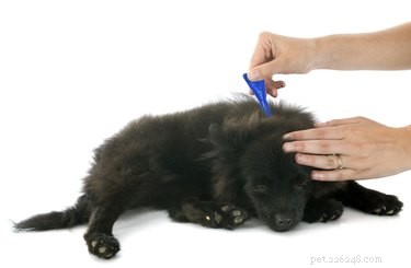 Diatomaceous Earth: A Safe, Chemical-Free Solution to Flea Infestations
