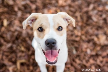 Understanding the Cost of Cherry Eye Surgery for Dogs