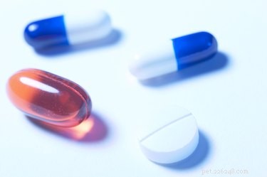 Safe OTC Options to Relieve Your Dog’s Arthritis Pain