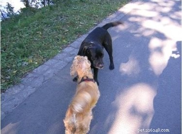 Guidelines for Caring for Female Dogs During Heat Cycles