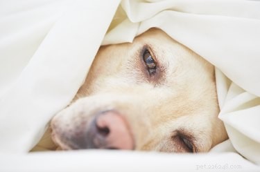 Effective Treatments for Managing Your Dog’s Vomiting