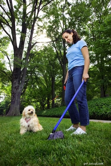 How Quickly Do Dogs Digest Food? An Expert Guide to Canine Digestion and Eating Habits