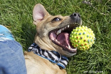 Adult Dog Tooth Loss: Causes, Diagnosis, and When to Seek Veterinary Care