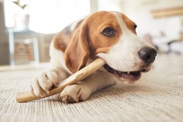 Adult Dog Tooth Loss: Causes, Diagnosis, and When to Seek Veterinary Care